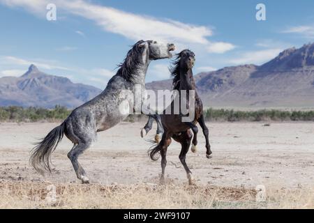 La mandria di cavalli selvaggi del monte Onaqui ha una struttura da lieve a moderata e varia nei colori da sorrel, roan, buckskin, nero, palomino, e grigia. Foto Stock