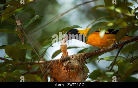 Oriole con cappuccio nero Oriole Oriolus xanthornus ceylonensisyellow dalla testa nera che alimenta giovani offerte insetti neonati Foto Stock