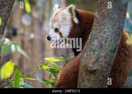 Panda rosso (Ailurus fulgens refulgens) in un albero allo Zoo di Atlanta vicino al centro di Atlanta, Georgia. (USA) Foto Stock