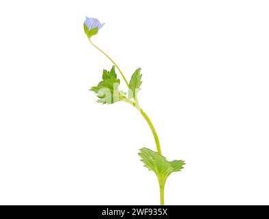 Pianta persiana speedwell isolata su sfondo bianco, Veronica persica Foto Stock