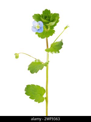 Pianta persiana speedwell isolata su sfondo bianco, Veronica persica Foto Stock