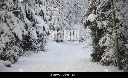 Sentiero forestale coperto di neve nel Winter Wonderland, Svizzera Foto Stock