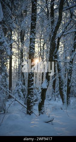 La luce del sole filtra attraverso la foresta coperta di neve in inverno Foto Stock