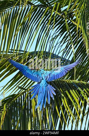 Una vista posteriore di un bellissimo macaw blu che prende il volo da una palma Foto Stock