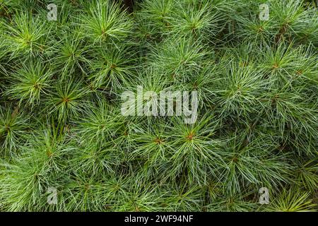 Pinus strobus 'Sea Urchin' - pino bianco orientale in estate. Foto Stock