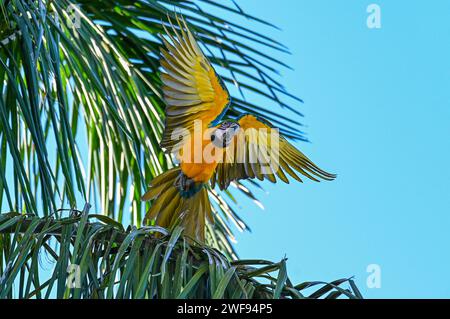 Un'immagine dall'angolo basso di una mazza blu e oro che vola da una palma Foto Stock