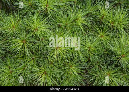 Pinus strobus 'Sea Urchin' - pino bianco orientale in estate. Foto Stock