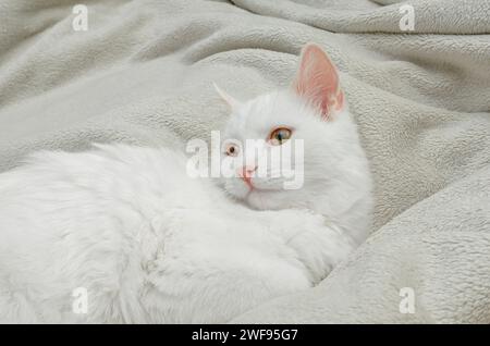 Gatto bianco e soffice di razza Angora turca, giace sul letto Foto Stock