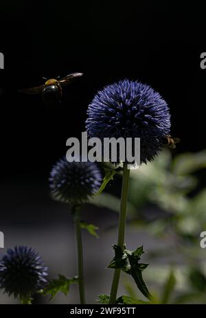 Un'immagine verticale di un'ape in volo vicino a un fiore di cardo su sfondo scuro Foto Stock