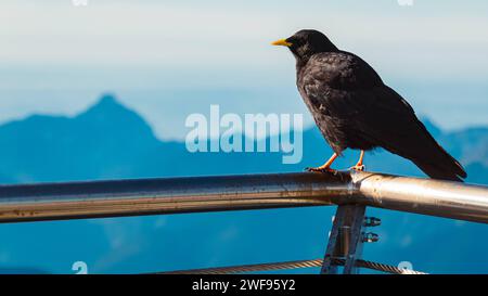 Pyrrrhocorax graculus, graculus alpino, sul monte Zugspitze, in cima alla Germania, Garmisch-Partenkirchen, Baviera, Germania Zugspitze AX 209 Foto Stock