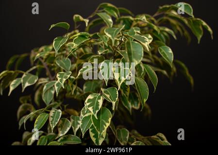 Ficus benjamina Starlight lascia da vicino Foto Stock