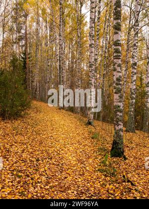 Foresta di betulle in autunno con foglie gialle che coprono il terreno Foto Stock