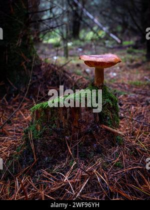 Bellissimo fungo che cresce su un ceppo di alberi con muschio verde nella foresta. Foto Stock