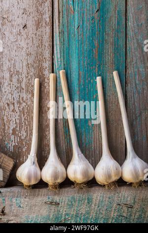 Raccolto Allium sativum - lampadine all'aglio posizionate su un ripiano in legno per asciugarsi. Foto Stock