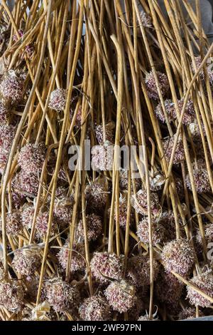 Allium sativum raccolto aperto - bulbi all'aglio con chiodi di garofano individuali. Foto Stock