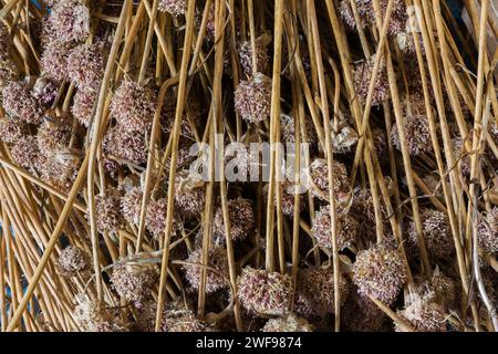 Allium sativum raccolto aperto - bulbi all'aglio con chiodi di garofano individuali. Foto Stock