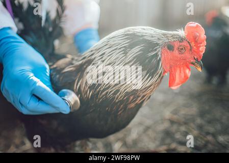 Un veterinario esamina il pollame per malattie pericolose, influenza aviaria. Le mani del medico in guanti blu ascoltare con uno stetoscopio alla respirazione di un pollo, l'epidemia di virus pericolosi, la prevenzione di un'epidemia Foto Stock