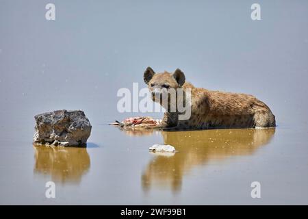 Hyena avvistata, Crocuta Crocuta con fenicottero morto nel Parco Nazionale di Amboseli, Kenya Africa Foto Stock