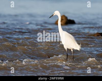 uccelli nella charente maritime Foto Stock