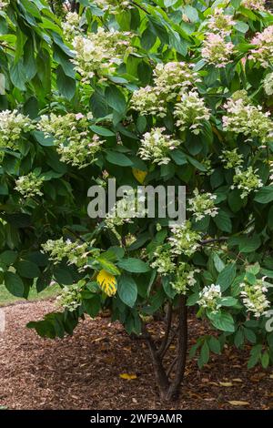 Hydrangea paniculata arbusto al confine in autunno. Foto Stock