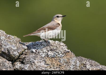 Wheatear su un muro di pietra a secco Dartmoor Foto Stock