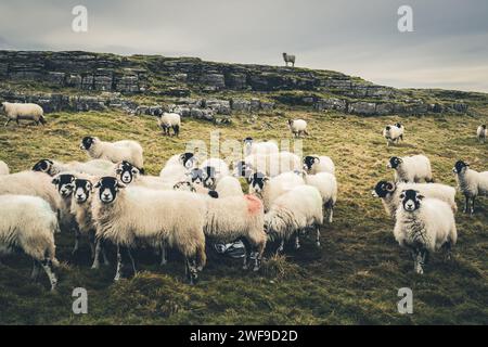 Il Settle Loop è un percorso circolare di 16 km che può essere iniziato e terminato in Settle o Unito da aree circostanti come Malham e Stainforth. Foto Stock