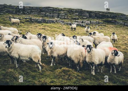 Il Settle Loop è un percorso circolare di 16 km che può essere iniziato e terminato in Settle o Unito da aree circostanti come Malham e Stainforth. Foto Stock