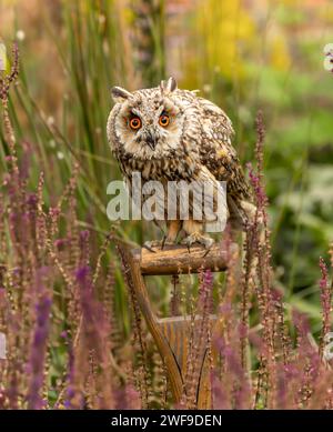 Gufo a orecchie lunghe, nome scientifico: Asio Otus. Ritratto ravvicinato di un gufo dalle lunghe orecchie rivolto in avanti nel colorato prato della fauna selvatica e arroccato su un giardino Foto Stock