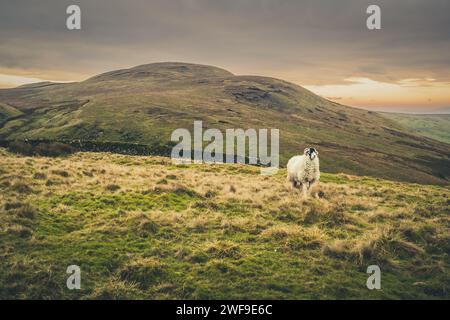 Il Settle Loop è un percorso circolare di 16 km che può essere iniziato e terminato in Settle o Unito da aree circostanti come Malham e Stainforth. Foto Stock