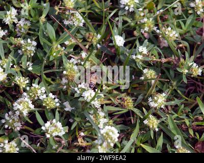 Ape su piccoli fiori bianchi nel sud della Florida. Foto Stock