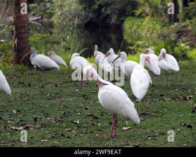 Un gregge di ibi che ripulisce le piume. Foto Stock