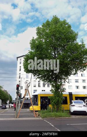 11.05.2023, Berlino, GER - Imker faengt einen in einer Linde haengenden Bienenschwarm ein. MRyes, 50-60 Jahre, Agrarwirtschaft, Alltag, aussen, Aussenaufnahme, Baum, Berlino, Bienen, Bienenschwarm, Bienenstaat, Bienenvolk, deutsch, deutschland, einfangen, Europa, europaeisch, Fruehjahr, Fruehling, gefaehrlich, Gefahr, geschwaermt, Gesellschaft, Gewaechs, HF, Hilfsmittel, Hobby, Hobbyimker, Hochformat, Honigbienen, Honigproduzent, Imker, Jahreszeit, Kaukasier, kaukasisch, Landwirtschaft, Leiter, Linde, Lindenbaum, Mann, Mensch, Person, Pflanze, Schwarm, Schwarmfang, Schwarmtrieb, Stadt, Stadtimke Foto Stock