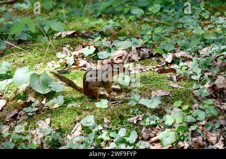 Un chipmunk seduto sull'erba con delle foglie sullo sfondo Foto Stock