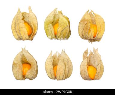 Percorso physalis isolato su bianco Foto Stock