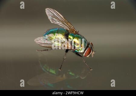Lucilia caesar caesar greenbottle fly famiglia Calliphoridae genere Lucilia natura selvaggia insetti carta da parati, foto, fotografia Foto Stock
