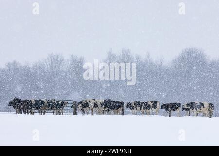 Bestiame Holstein in una fattoria Amish durante una tempesta di neve invernale nella contea di Mecosta, Michigan, Stati Uniti Foto Stock