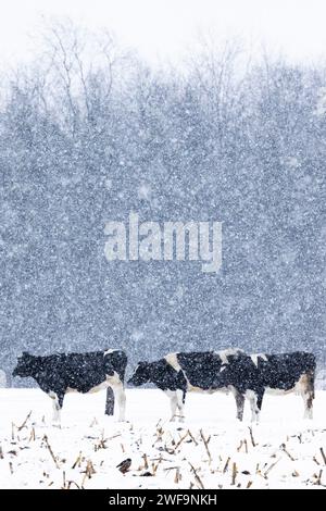 Bestiame Holstein in una fattoria Amish durante una tempesta di neve invernale nella contea di Mecosta, Michigan, Stati Uniti Foto Stock