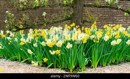 I narcisi crescono sotto un albero di mele tratteggiato. Un vecchio albero espalier che fiorisce in primavera. Un bellissimo giardino con design paesaggistico in stile inglese. Foto Stock