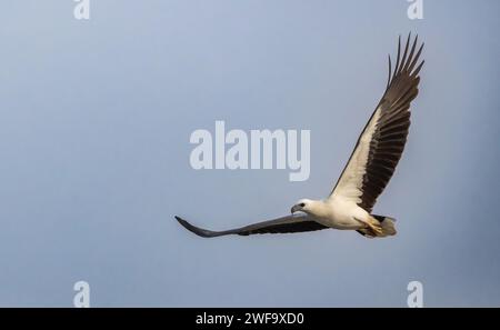 Sea Eagle con abbellimento bianco in volo, fiume Zuari, Goa, India Foto Stock