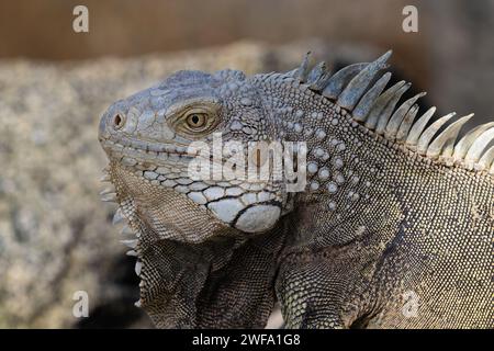 Primo piano, Iguana verde (iguana iguana) seduta sulla roccia, sulla riva dell'isola di Aruba. Foto Stock