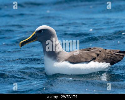 Buller's Albatross, Thalassarche bulleri platei, in mare alle Isole Chatham, nuova Zelanda Foto Stock