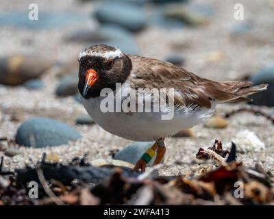 Shore plover, Tuturuatu, Charadrius novaeseelandiae, una specie in via di estinzione sull'isola di Motutapu, nuova Zelanda Foto Stock