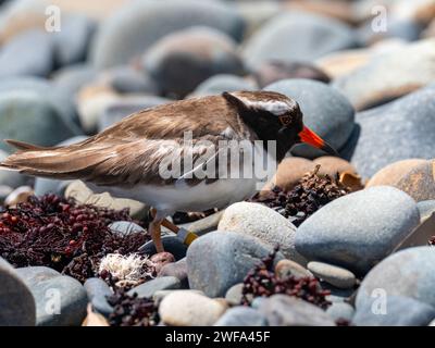 Shore plover, Tuturuatu, Charadrius novaeseelandiae, una specie in via di estinzione sull'isola di Motutapu, nuova Zelanda Foto Stock