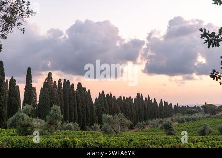 Vista panoramica dei vigneti della Maremma Toscana con il viale dei cipressi al tramonto, Bolgheri, Livorno, Toscana, Italia Foto Stock