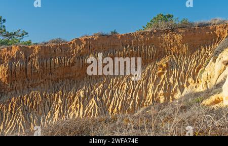 Erosione scanalata nelle Sandstone Cliffs presso la riserva naturale statale di Torrey Pines in California Foto Stock