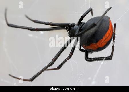 Redback Spider australiano sul web Foto Stock