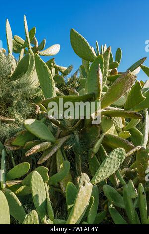 Primo piano del gigantesco cactus Prickly Pear contro il cielo azzurro sullo sfondo Foto Stock