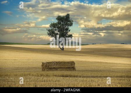 Un vasto campo dai toni dorati al centro di questo campo si trova un albero solitario e una balla di fieno che danno un punto di attenzione nel vicino primo piano del cielo ab Foto Stock