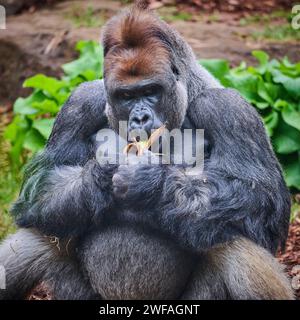 Gorilla allo Zoo di Melbourne Foto Stock