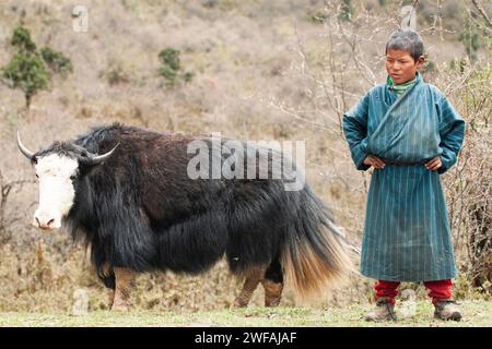 Un pastore di yak bhutanese osserva uno yak nelle montagne himalayane, Bhutan, Asia Foto Stock